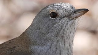 Australia’s great songsters – Grey Shrikethrush calling with opening notes by a Pied Butcherbird [upl. by Aredna]