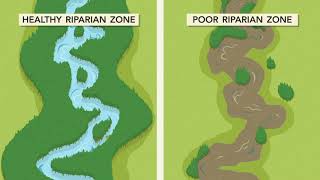 Welcome to the Riparian Zone [upl. by Peisch488]