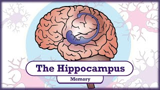 Memory and the Hippocampus [upl. by Lyons807]