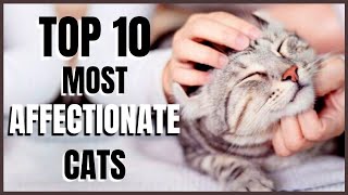 Cats 101  Top 10 Most Affectionate Cats [upl. by Schacker]