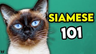 Siamese Cat 101  Learn EVERYTHING About Them [upl. by Yenruoj]