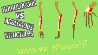 Homologous Structures vs Analogous Structures  Key Differences [upl. by Abdulla]