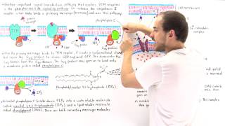 Phosphoinositide Signal Pathway [upl. by Nataline]