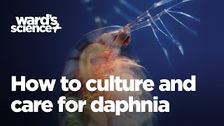 Caring and Culturing for Daphnia [upl. by Yma]