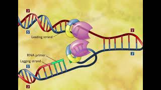 DNA Replication 3D Animation [upl. by Shere837]