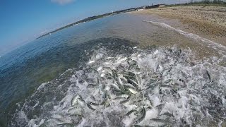 Giant Bluefish Underwater Feeding Frenzy amp Underwater Popper Strikes [upl. by Natika]