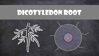 Dicotyledon Root Structure  Plant Biology [upl. by Entirb]