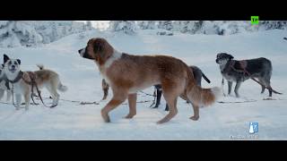 LA LLAMADA DE LO SALVAJE  Clip quotNuevo perro líderquot  YA EN CINES [upl. by Bernardina544]