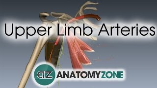 Upper Limb Arteries  Arm and Forearm  3D Anatomy Tutorial [upl. by Einiar]