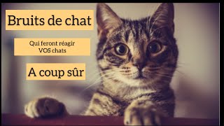 Bruits de chat pour faire réagir les votres [upl. by Ariaec]