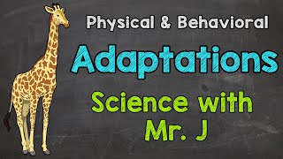 What are Adaptations  Physical Adaptations amp Behavioral Adaptations [upl. by Neerehs]