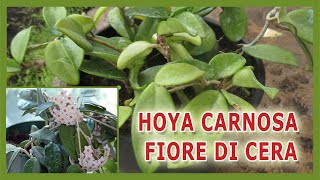 L  HOYA CARNOSA O FIORE DI CERA  COME COLTIVARLA E COME PRENDERCENE CURA [upl. by Baten555]