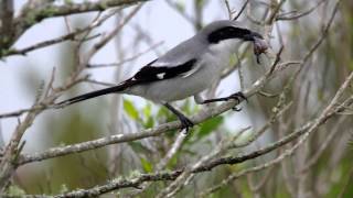 Loggerhead Shrike  the Butcher Bird in action [upl. by Dominique]