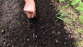 How to sow a seed directly into garden [upl. by Herson]