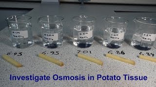 Osmosis Required Practical GCSE Biology [upl. by Lynna]