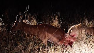 LION Eats IMPALA Alive  NOT FOR SENSITIVE VIEWERS [upl. by Bruell]