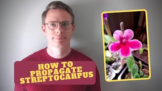 How to take Streptocarpus or Cape Primrose leaf cuttings [upl. by Tiffy]