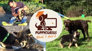 Online puppycursus week 1 deel 2 [upl. by Amitarp]