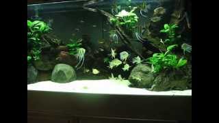 150gal Geophagus Tapajos halfwild angels Bolivian rams [upl. by Nnyliak]