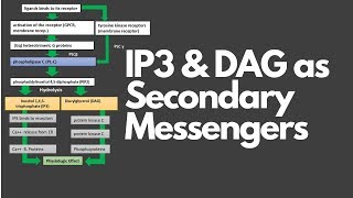 INOSITOL TRISPHOSPHATE IP3 amp DIACYLGLYCEROL DAG AS SECOND MESSENGERS [upl. by Tarrsus]