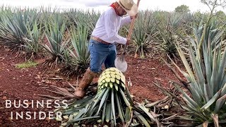 How Patrón Makes Its Tequila [upl. by Silrac]