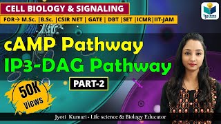 cAMP PATHWAY  IP3DAG PATHWAY GPCR PART2  CSIR NET CELL SIGNALING [upl. by Henn135]