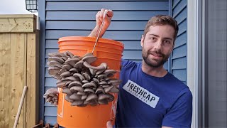 Grow Mushrooms at Home In A 5 Gallon Bucket Easy  No Sterilization [upl. by Ahseei]