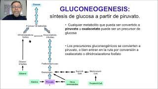 Gluconeogénesis y glucogénesis V64 [upl. by Gilbye759]