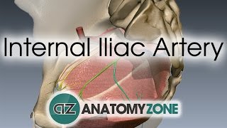 Internal Iliac Artery [upl. by Fiorenze]