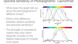 Perception52 Color and the visual systemTrichromatic [upl. by Eekaz]