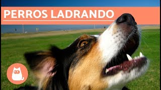 Los mejores LADRIDOS DE PERROS 🐶 Perros LADRANDO ¡MUY DIVERTIDO [upl. by Llechtim489]