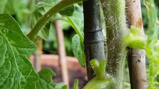 How to pinch out tomato plants [upl. by Atin863]