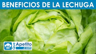 8 Propiedades y Beneficios de la Lechuga  QueApetito [upl. by Lisette]