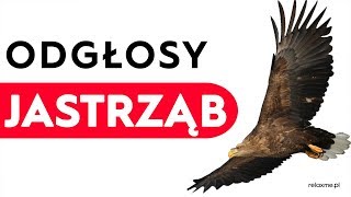 Jastrząb  odgłosy jastrzębia [upl. by Ximenes474]