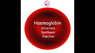 Part 3 Haemoglobin  Structure Synthesis Types and Function [upl. by Gnahc]