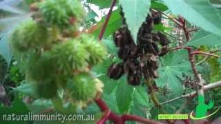 RICINUS  HOW TO PRONOUNCE RICINUS [upl. by Jerold]