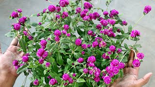 Growing Gomphrena from SEED amp TRICKS for MAXIMUM Flowers [upl. by Melac307]