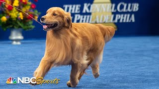 National Dog Show 2019 Best in Show Full Judging  NBC Sports [upl. by Sisely]