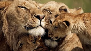 The Strongest LION PRIDE in Luangwa Valley  National Geographic Documentary 2020 Full HD 1080p [upl. by Colp]