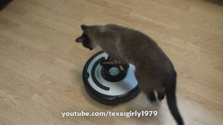 Cat shows HOW TO use iRobot Roomba Vacuum [upl. by Arait340]