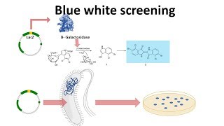 blue white screening [upl. by Illene]