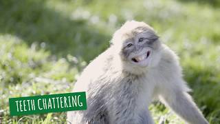 Monkey Behaviour  Teeth Chattering [upl. by Nalor]