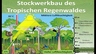 Stockwerkbau des tropischen Regenwaldes Erdkunde [upl. by Sabian]