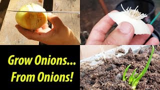 How To Grow An Onion From An Onion Bottom 2019 [upl. by Buseck188]