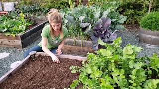 How to Grow Radishes  Succession Planting Tips [upl. by Barclay]