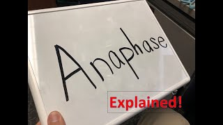 Anaphase explained [upl. by Vassili336]