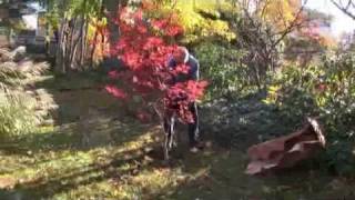 How to Transplant a Tree [upl. by Mcmurry]