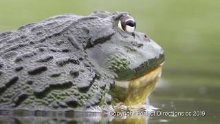 Giant Bullfrog mating behaviour [upl. by Christiane]