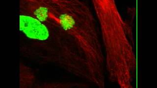 Cell Division with Missing Centrioles [upl. by Ralaigh]