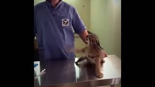 Baby caracal hissing at vet [upl. by Johnsten996]